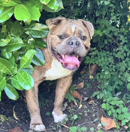 Wurfankündigung old english Bulldog Welpen August 2024 mit Papieren