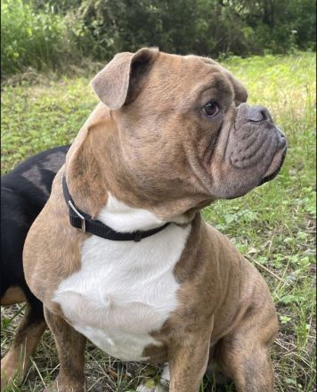 Wurfankündigung old english Bulldog Welpen August 2024 mit Papieren