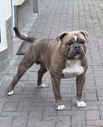 Wurfankündigung old english Bulldog Welpen August 2024 mit Papieren