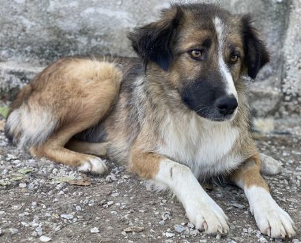 Poppi, geb. ca. 06/2021, lebt in GRIECHENLAND, im städt. Tierheim Serres