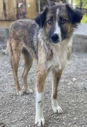 Poppi, geb. ca. 06/2021, lebt in GRIECHENLAND, im städt. Tierheim Serres