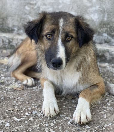 Poppi, geb. ca. 06/2021, lebt in GRIECHENLAND, im städt. Tierheim Serres