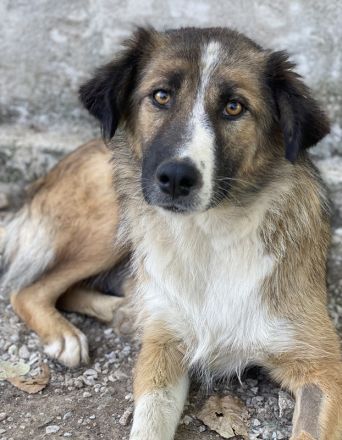 Poppi, geb. ca. 06/2021, lebt in GRIECHENLAND, im städt. Tierheim Serres