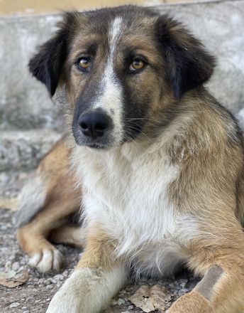 Poppi, geb. ca. 06/2021, lebt in GRIECHENLAND, im städt. Tierheim Serres