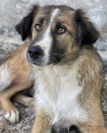 Poppi, geb. ca. 06/2021, lebt in GRIECHENLAND, im städt. Tierheim Serres