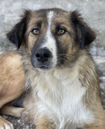 Poppi, geb. ca. 06/2021, lebt in GRIECHENLAND, im städt. Tierheim Serres