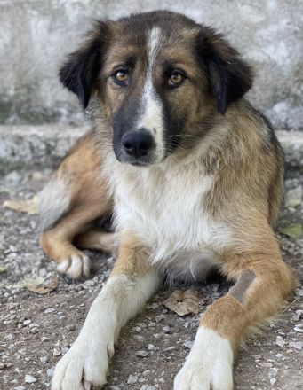 Poppi, geb. ca. 06/2021, lebt in GRIECHENLAND, im städt. Tierheim Serres