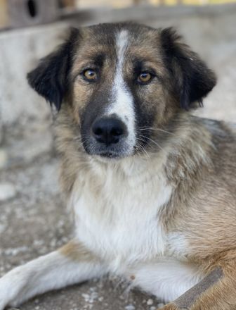 Poppi, geb. ca. 06/2021, lebt in GRIECHENLAND, im städt. Tierheim Serres