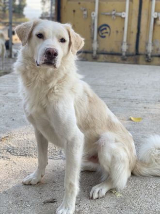 Miraz, geb. ca. 02/2023, lebt in GRIECHENLAND, im städt. Tierheim Serre