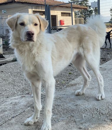 Miraz, geb. ca. 02/2023, lebt in GRIECHENLAND, im städt. Tierheim Serre