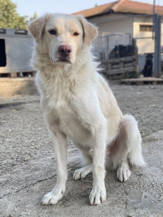 Miraz, geb. ca. 02/2023, lebt in GRIECHENLAND, im städt. Tierheim Serre