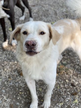 Miraz, geb. ca. 02/2023, lebt in GRIECHENLAND, im städt. Tierheim Serre