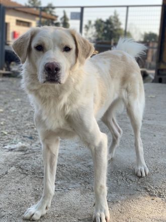 Miraz, geb. ca. 02/2023, lebt in GRIECHENLAND, im städt. Tierheim Serre