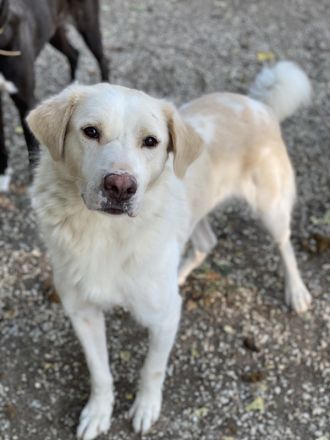 Miraz, geb. ca. 02/2023, lebt in GRIECHENLAND, im städt. Tierheim Serre