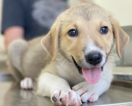 Padme und Anakyn, geb. ca. 04/2024, lebt in GRIECHENLAND, auf einer privaten Pflegestelle