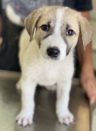 Padme und Anakyn, geb. ca. 04/2024, lebt in GRIECHENLAND, auf einer privaten Pflegestelle