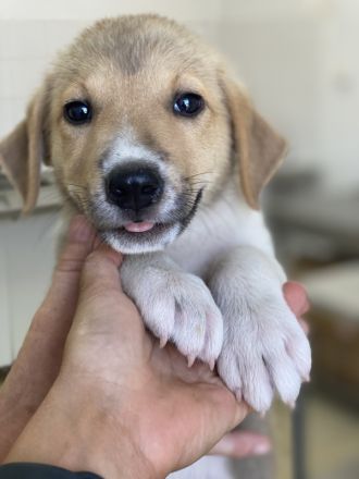 Padme und Anakyn, geb. ca. 04/2024, lebt in GRIECHENLAND, auf einer privaten Pflegestelle