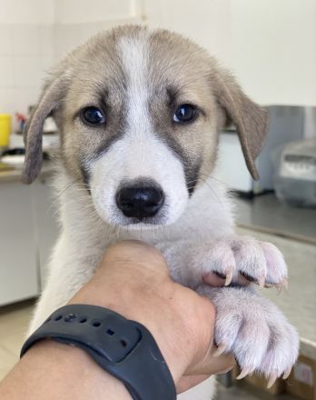 Padme und Anakyn, geb. ca. 04/2024, lebt in GRIECHENLAND, auf einer privaten Pflegestelle