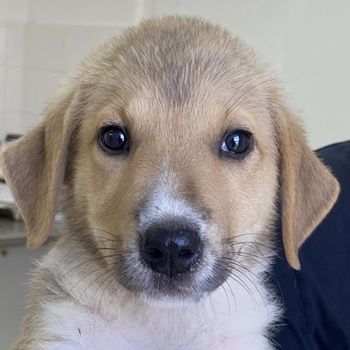 Padme und Anakyn, geb. ca. 04/2024, lebt in GRIECHENLAND, auf einer privaten Pflegestelle