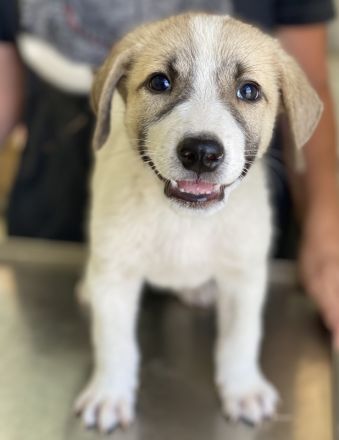 Padme und Anakyn, geb. ca. 04/2024, lebt in GRIECHENLAND, auf einer privaten Pflegestelle