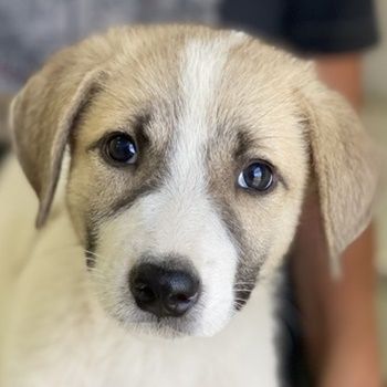 Padme und Anakyn, geb. ca. 04/2024, lebt in GRIECHENLAND, auf einer privaten Pflegestelle