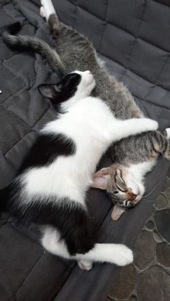 Kater VERMISST 3 Monate alt