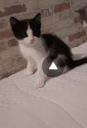 Kater VERMISST 3 Monate alt