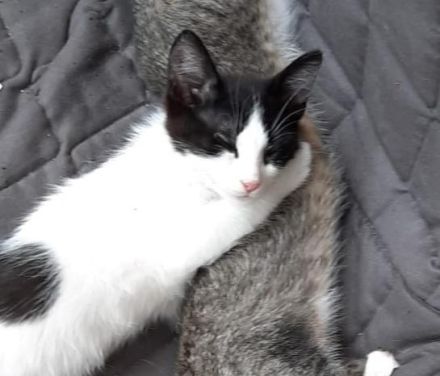 Kater VERMISST 3 Monate alt