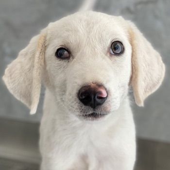 Paco, geb. ca. 04/2024, lebt in GRIECHENLAND, auf einer privaten Pflegestelle