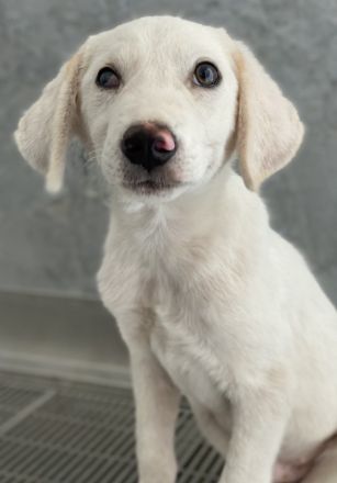 Paco, geb. ca. 04/2024, lebt in GRIECHENLAND, auf einer privaten Pflegestelle