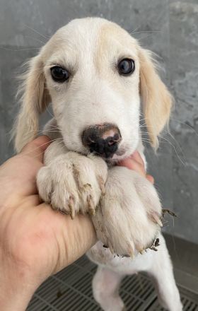 Paco, geb. ca. 04/2024, lebt in GRIECHENLAND, auf einer privaten Pflegestelle