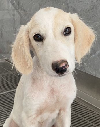 Paco, geb. ca. 04/2024, lebt in GRIECHENLAND, auf einer privaten Pflegestelle