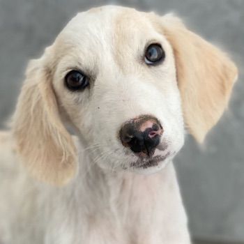 Paco, geb. ca. 04/2024, lebt in GRIECHENLAND, auf einer privaten Pflegestelle