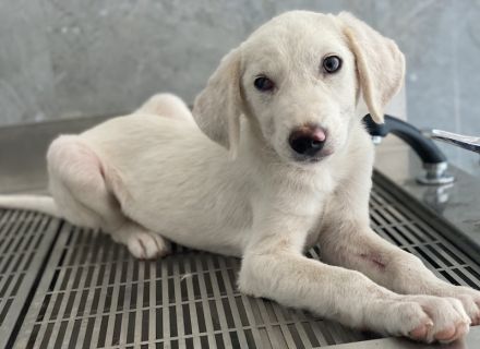 Paco, geb. ca. 04/2024, lebt in GRIECHENLAND, auf einer privaten Pflegestelle