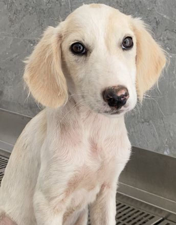 Paco, geb. ca. 04/2024, lebt in GRIECHENLAND, auf einer privaten Pflegestelle