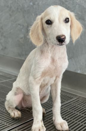 Paco, geb. ca. 04/2024, lebt in GRIECHENLAND, auf einer privaten Pflegestelle