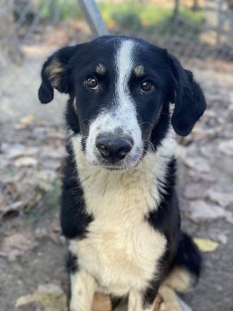 Cars, geb. ca.12/2023, lebt in GRIECHENLAND, im städt. Tierheim Serres