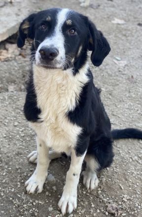 Cars, geb. ca.12/2023, lebt in GRIECHENLAND, im städt. Tierheim Serres