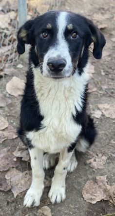 Cars, geb. ca.12/2023, lebt in GRIECHENLAND, im städt. Tierheim Serres
