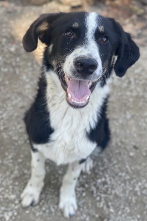 Cars, geb. ca.12/2023, lebt in GRIECHENLAND, im städt. Tierheim Serres
