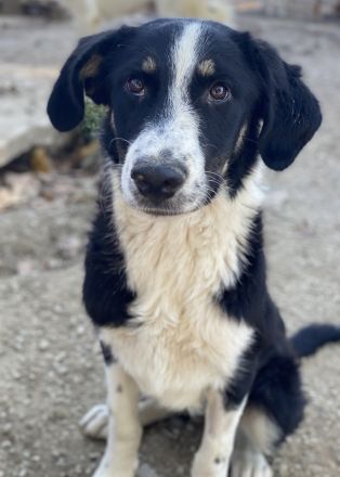 Cars, geb. ca.12/2023, lebt in GRIECHENLAND, im städt. Tierheim Serres