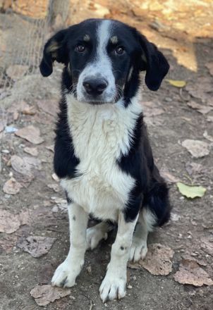 Cars, geb. ca.12/2023, lebt in GRIECHENLAND, im städt. Tierheim Serres