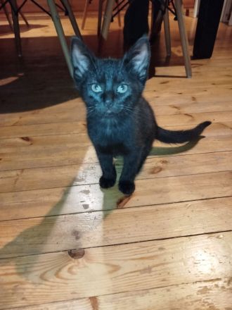 Wunderschöne BKH Mix Kitten suchen ihren Menschen