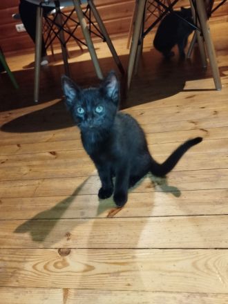 Wunderschöne BKH Mix Kitten suchen ihren Menschen