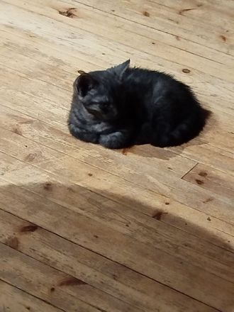 Wunderschöne BKH Mix Kitten suchen ihren Menschen