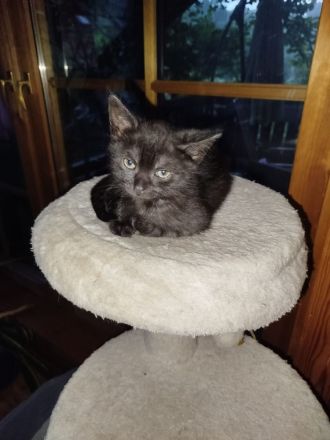 Wunderschöne BKH Mix Kitten suchen ihren Menschen