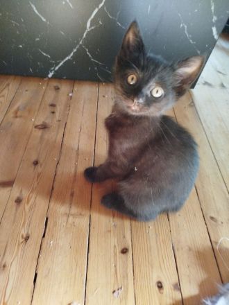 Wunderschöne BKH Mix Kitten suchen ihren Menschen