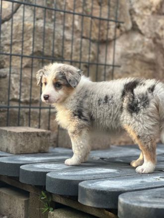 Australian Shepherd Welpen