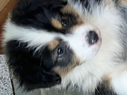Australian Shepherd Welpen