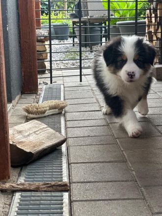 Australian Shepherd Welpen